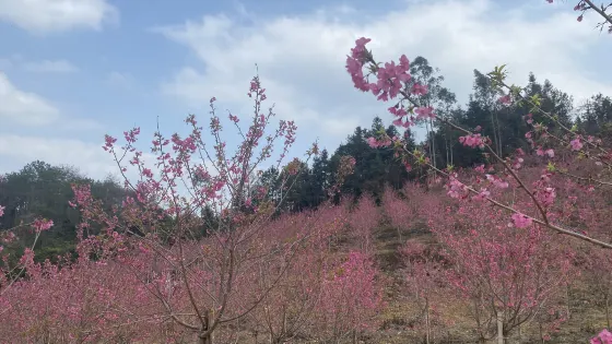 華南百萬櫻花園