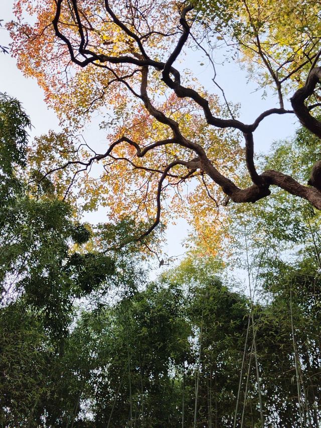 莫愁湖公园旅行图片 4