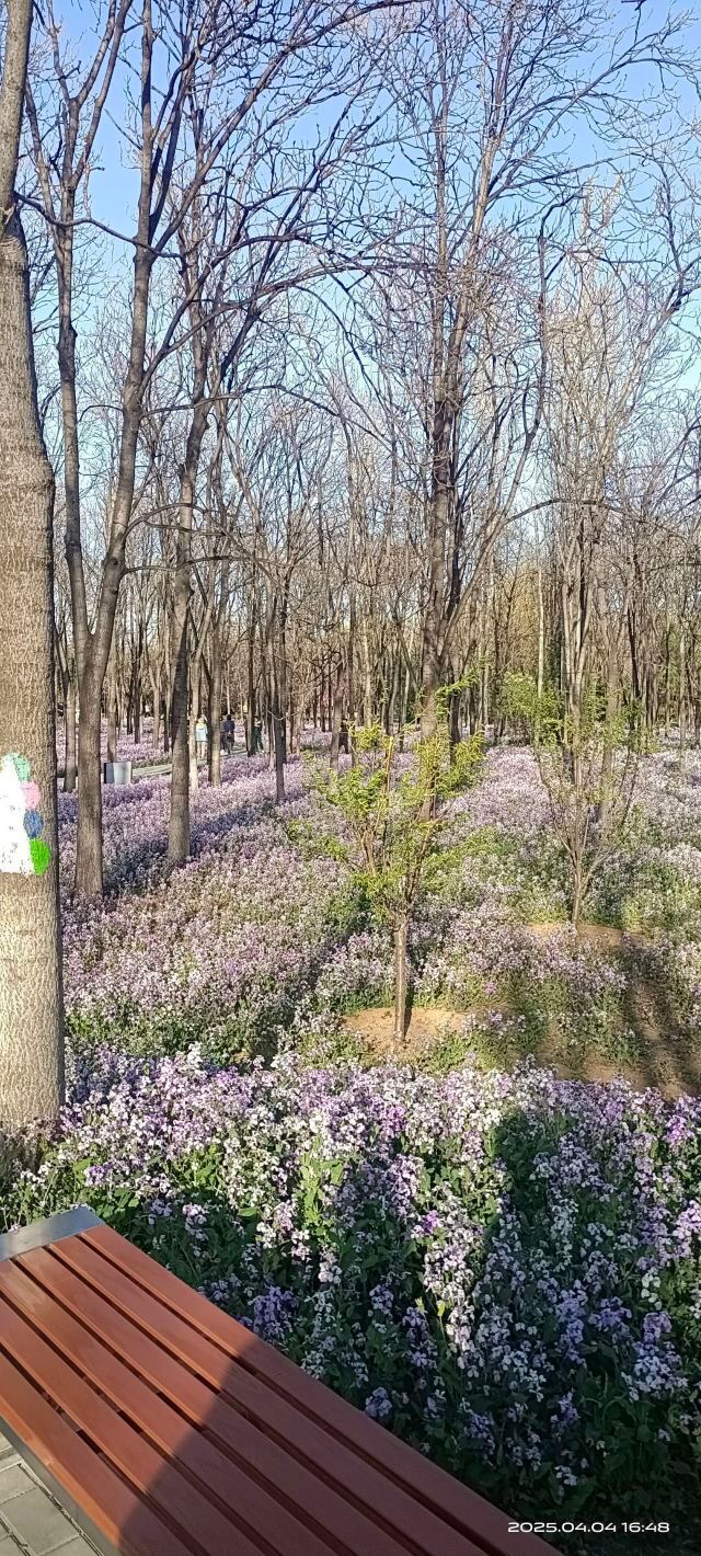 将府公园旅行图片 13