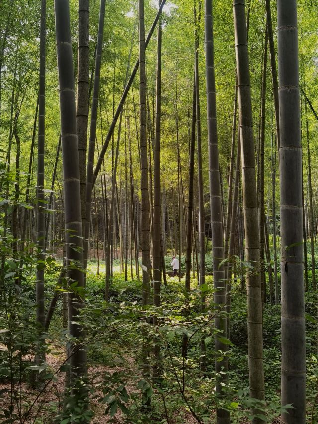 上海人民广场旅行图片 6