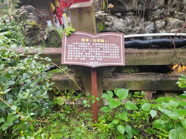 土家风情园旅行图片 4
