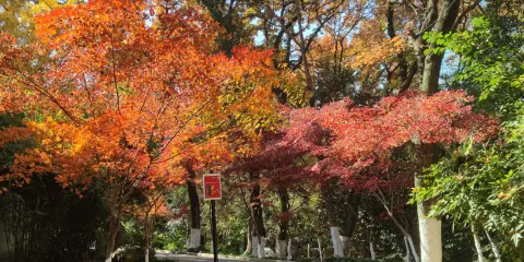 虞山國家森林公園