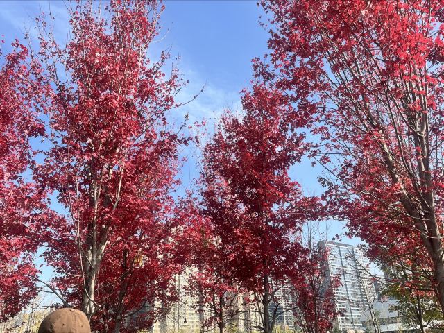 雁南公园旅行图片 2