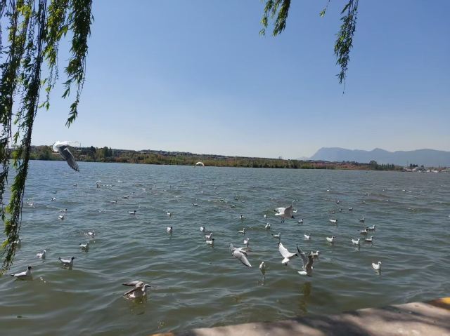 大观公园旅行图片 3