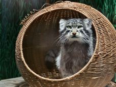 西宁熊猫馆-西宁-蜀都在望