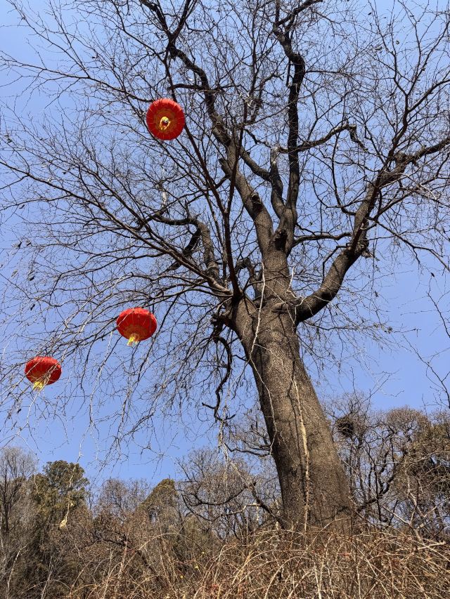灵岩寺景区旅行图片 2