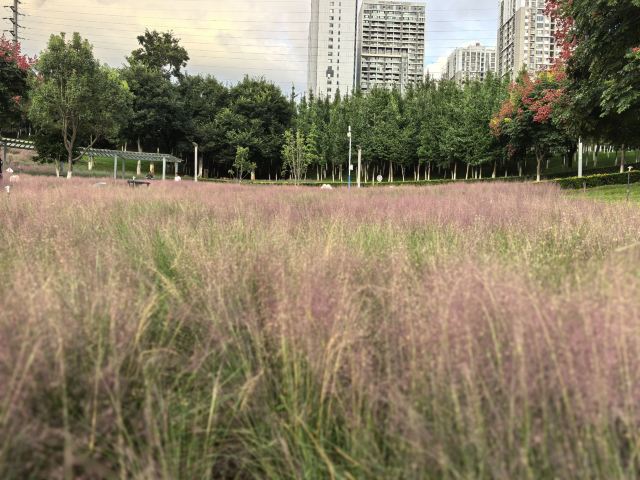 宁湖公园旅行图片 2