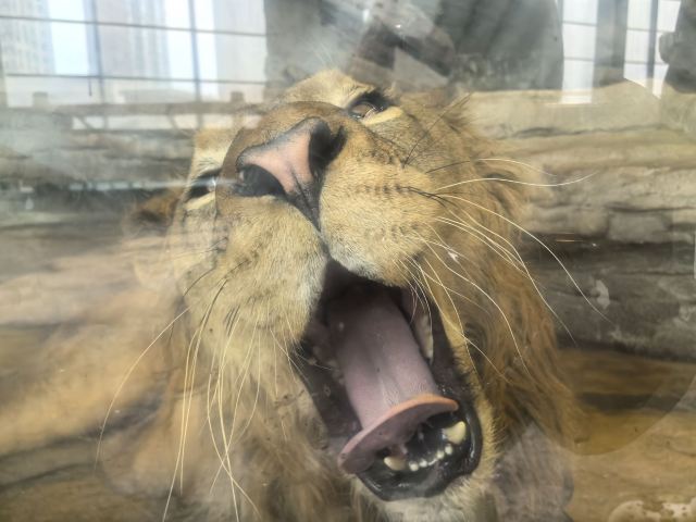 沈阳龙之梦动物科普乐园旅行图片 1
