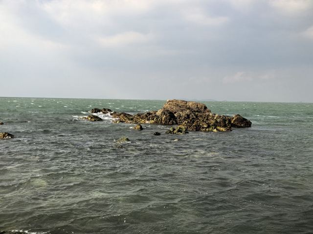 养马岛林间花海旅行图片 10