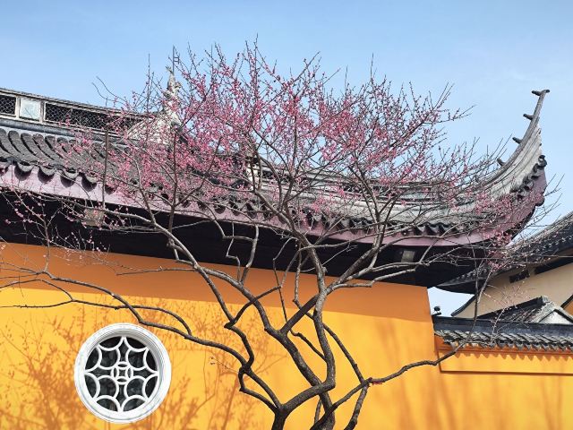 荣氏梅园旅行图片 1