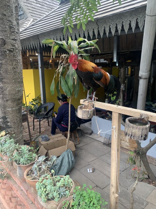 曼远村旅行图片 6