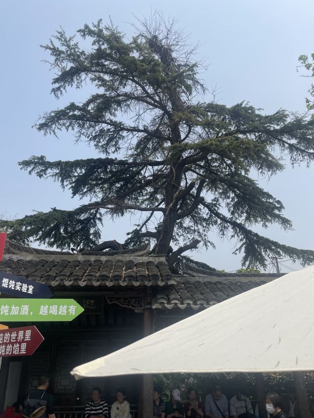 新场古镇旅行图片 12
