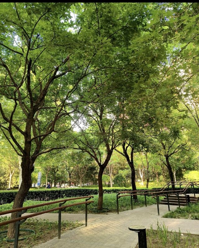 弘善公园旅行图片 2