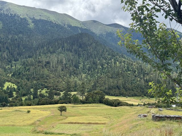 鲁朗林海风景区旅行图片 1