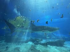 珠海长隆海洋王国·鲸鲨馆-珠海-dennis_lee