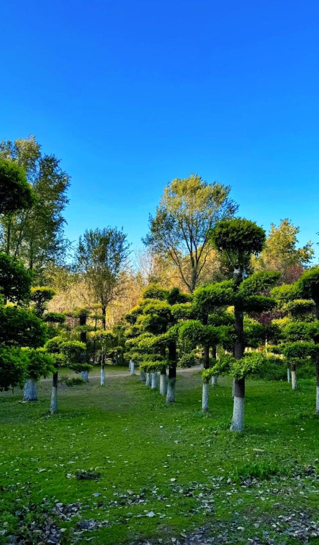 百木园旅行图片 2