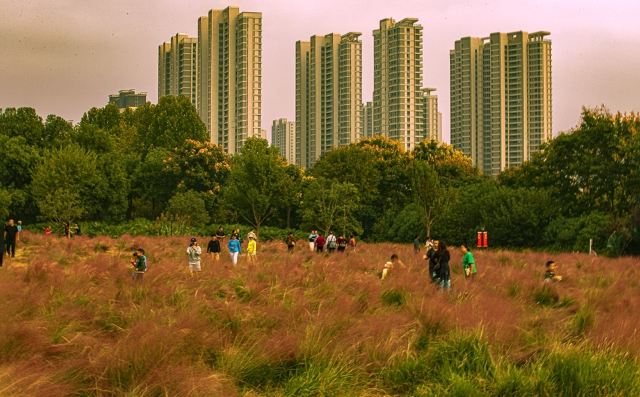 二妃山花海旅行图片 8