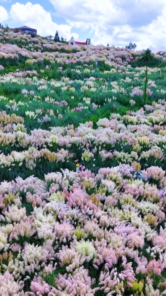 阿达木蒲苇花海旅行图片 3