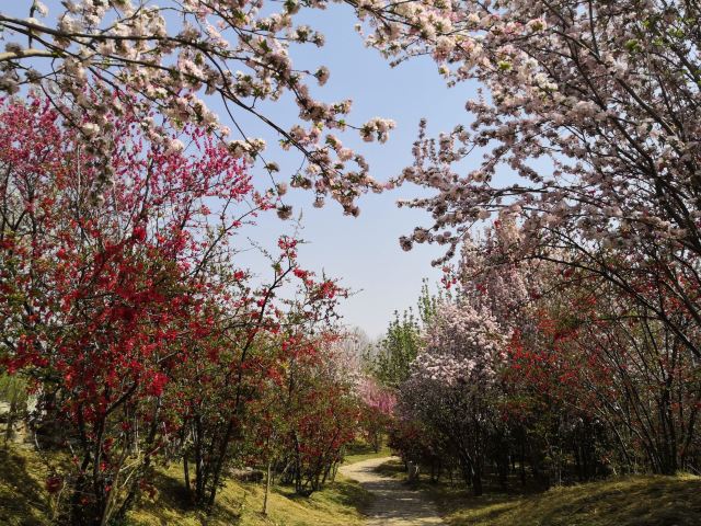 石家庄植物园旅行图片 8