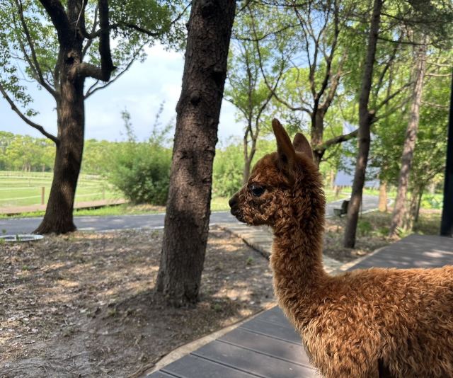 自然卷卷牧野旅行图片 5
