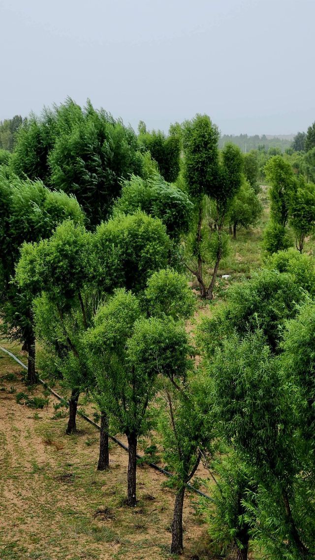 尔林兔大草原旅行图片 4