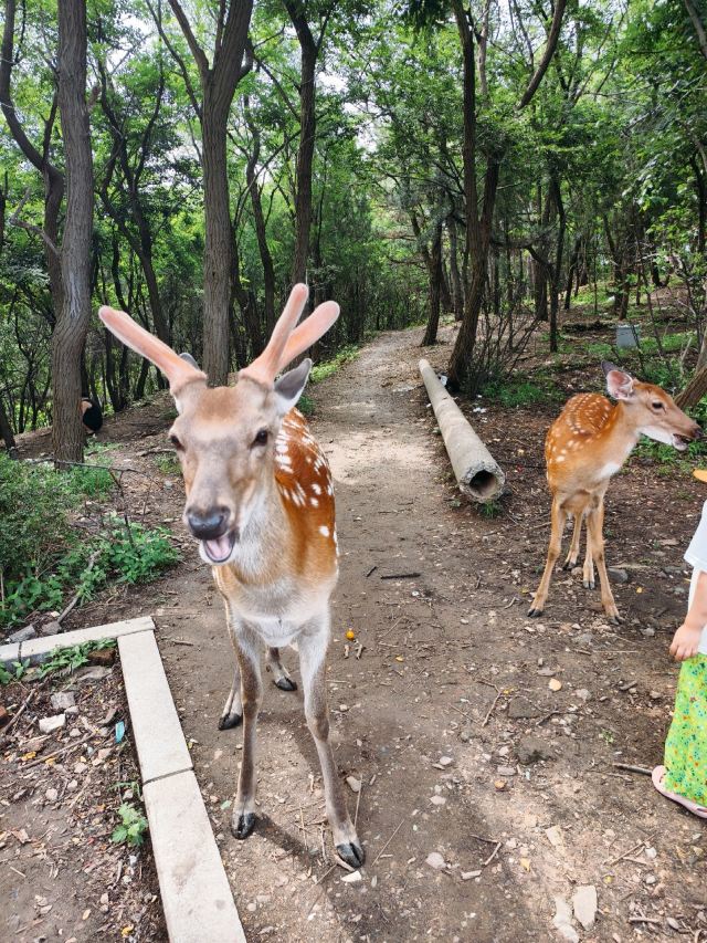 白云鹿鸣旅行图片 4