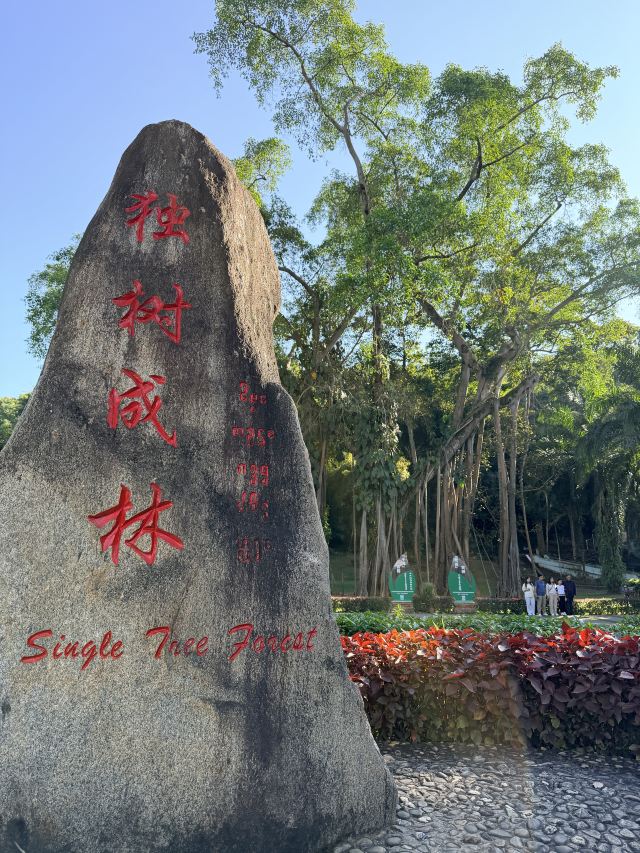 西双版纳独树成林景区旅行图片 6