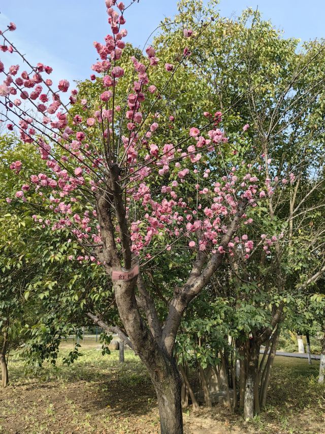 西安城市运动公园旅行图片 11