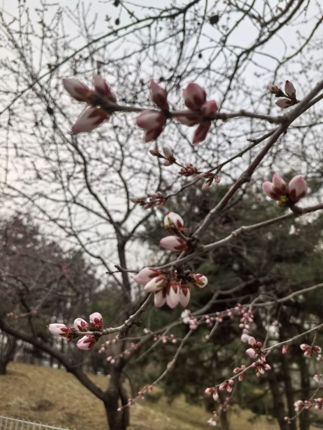 花博会主题公园旅行图片 2