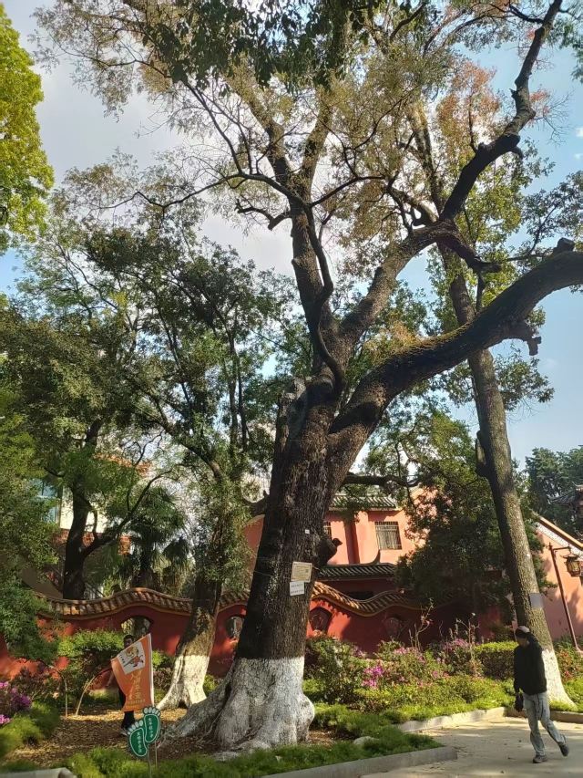 玉溪九龙池古建筑群-九龙宫旅行图片 3
