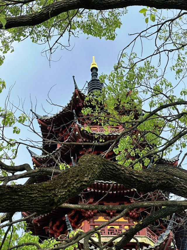 龙华寺旅行图片 7