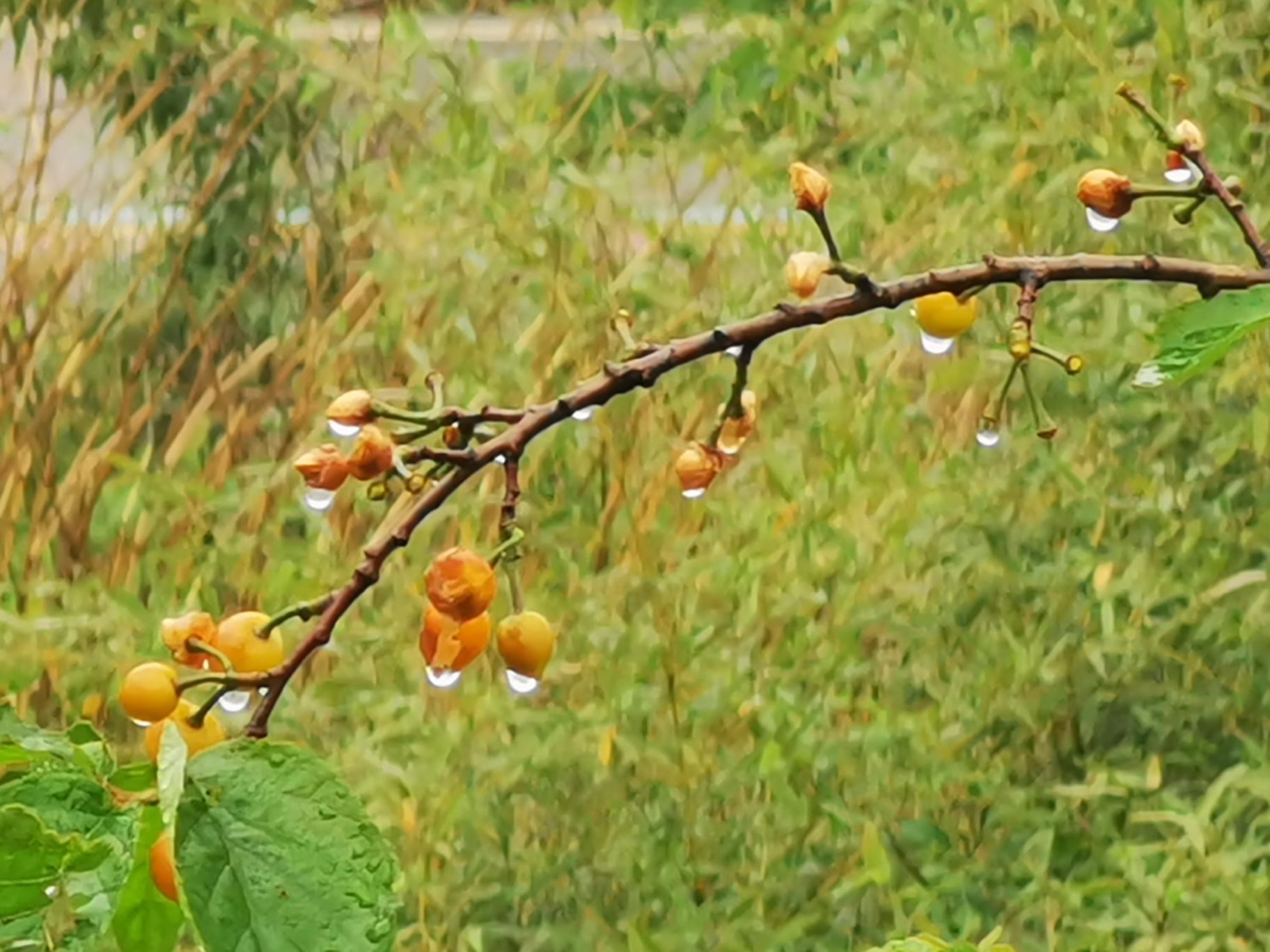 安吉六角坪山庄(安吉店)