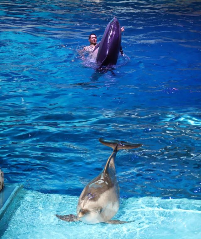 大連老虎灘海洋公園的海洋動物表演