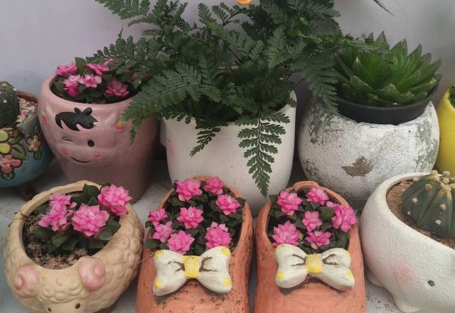 邯郸植物园旅行图片 3