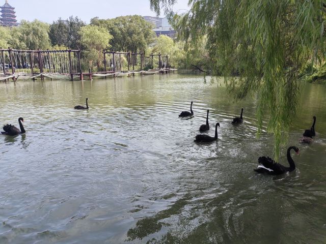 长兴太湖图影湿地文化园-观景塔旅行图片 3