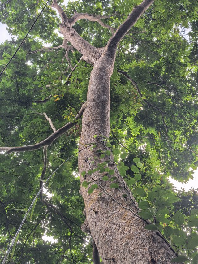 基诺山巴朵村雨林徒步旅行图片 3