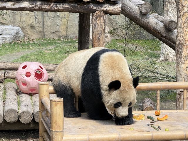 上海野生动物园旅行图片 4