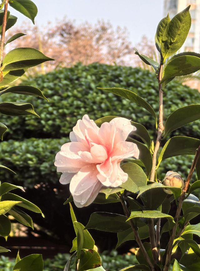 南宁市金花茶公园旅行图片 2