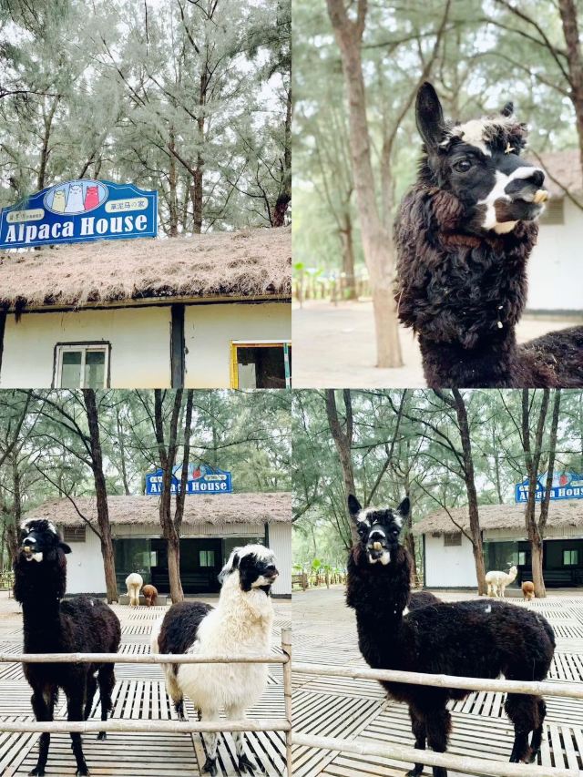 六鳌翡翠湾景区旅行图片 2