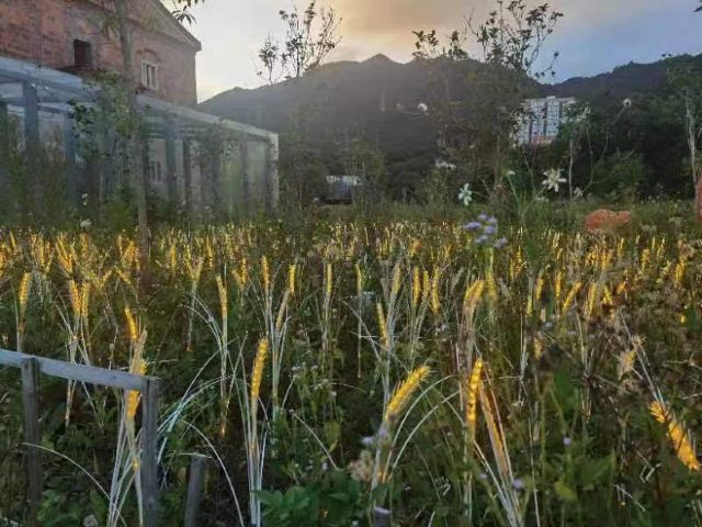 溪禾山铁观音文化园旅行图片 3