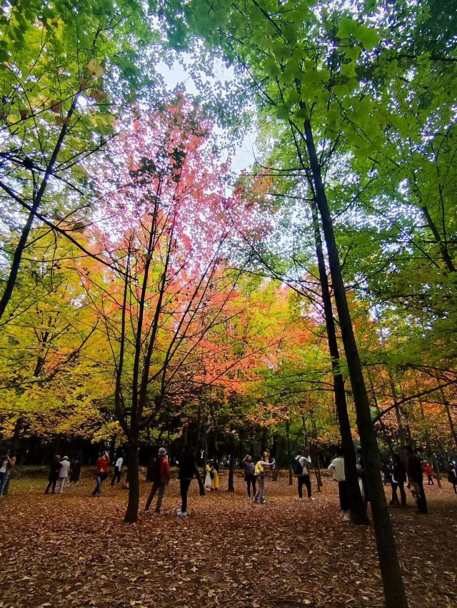 巍山古城旅行图片 1