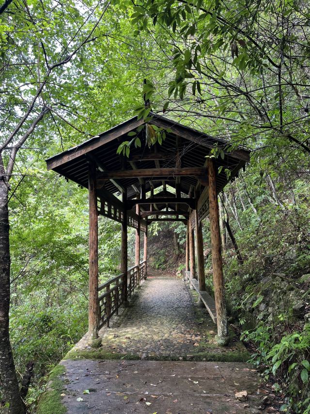 箬寮原始森林旅行图片 6