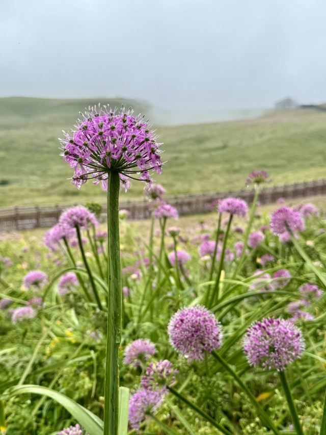阿西里西韭菜坪旅行图片 1