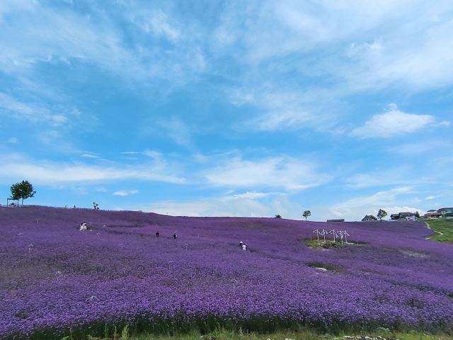 野玉海度假区野鸡坪花海景点旅行图片 1