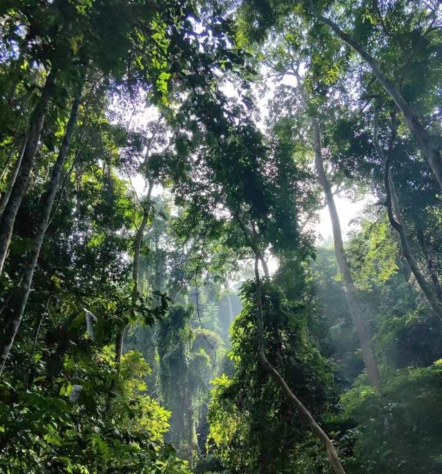 基诺山达娘雨林徒步旅行图片 9