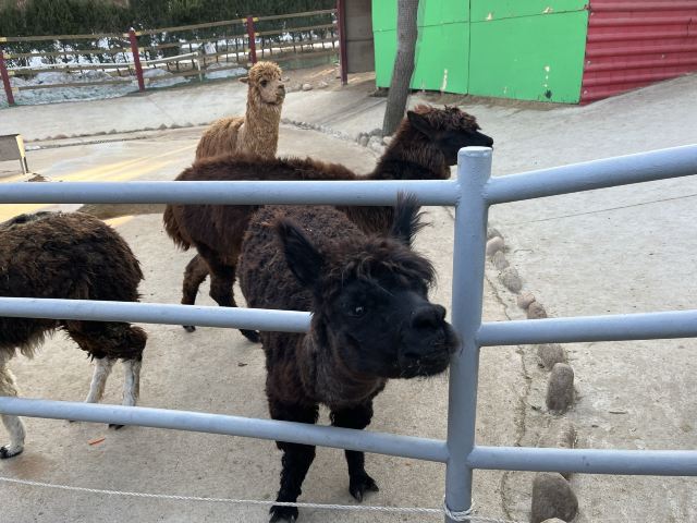 西霞口神雕山野生动物世界奇遇乐园旅行图片 4