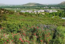嵖岈山温泉小镇薰衣草文化园景点图片