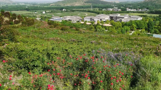 嵖岈山溫泉小鎮薰衣草文化園