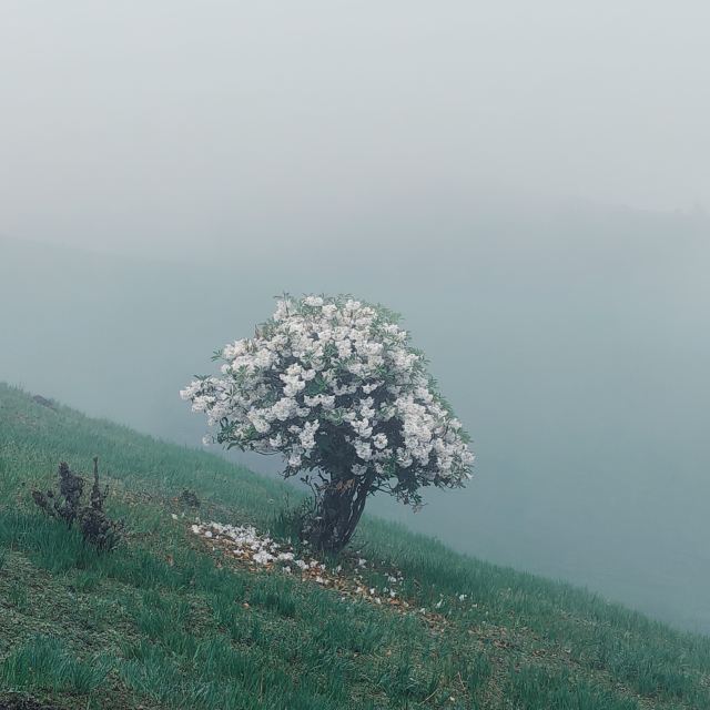 香格里拉小瑞士·老药山旅行图片 1