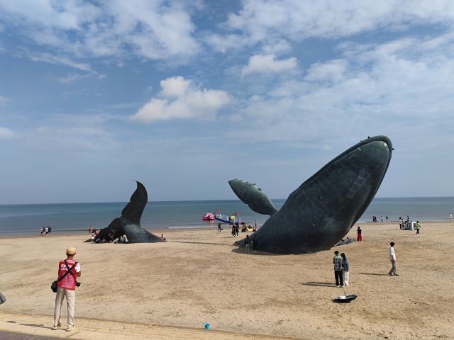 孤独的鲸旅行图片 1